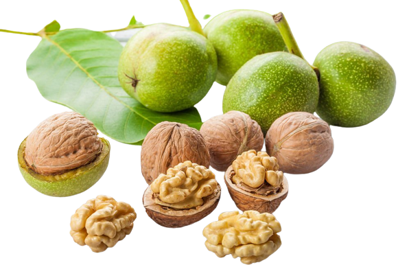 Walnut